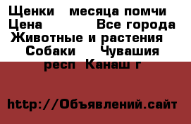 Щенки 4 месяца-помчи › Цена ­ 5 000 - Все города Животные и растения » Собаки   . Чувашия респ.,Канаш г.